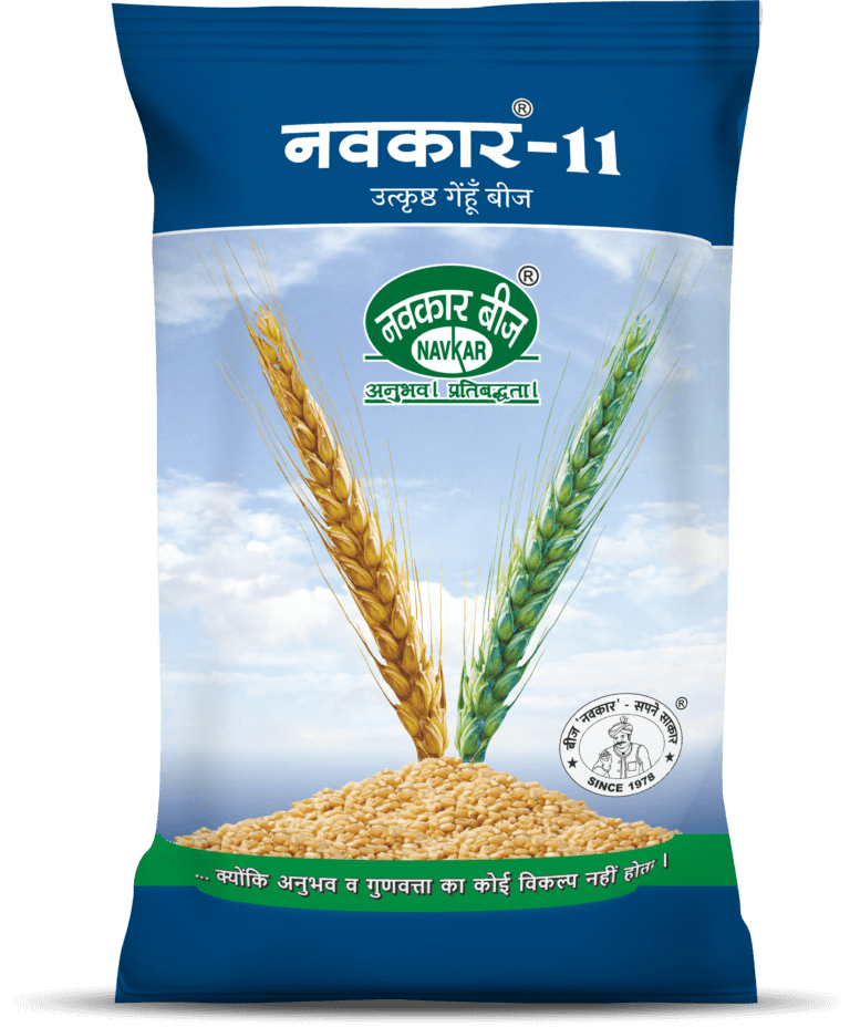 Navkar 11 Wheat